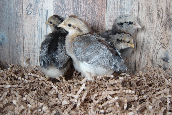 4 Pullet Chicks Week 1 - Cream Legbar & Easter Egger
